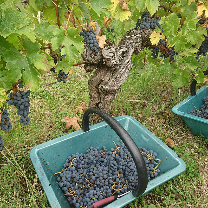 Château Tour Grand Faurie - Grand Cru classé - vin de Saint-Emilion